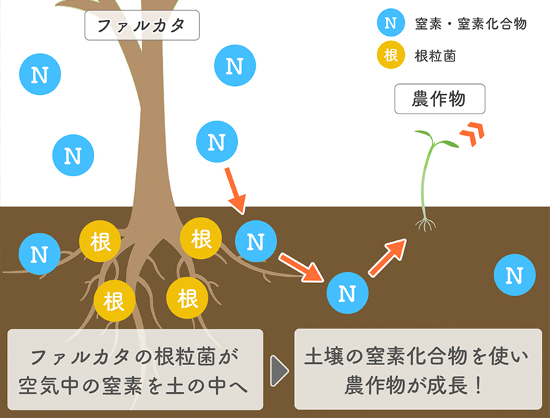 根粒菌は大気中の窒素をアンモニアに変換し窒素固定を行うイメージ図