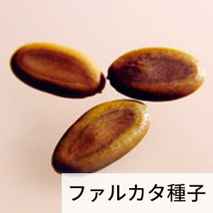 ファルカタの種子