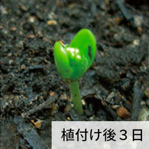 植付け後3日のファルカタ