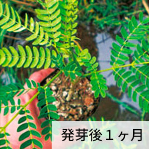 発芽後1ヶ月のファルカタ