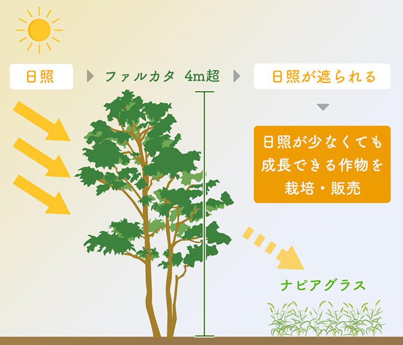 アグロフォレストリーのイメージ図