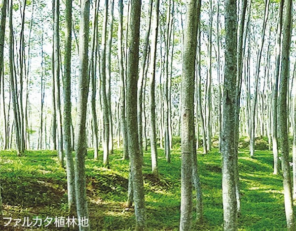 芯材にはエコロジカルな植林木のファルカタを使用。